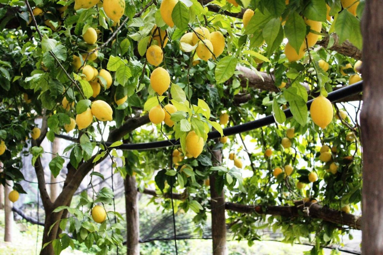 Poggio Angelarosa: Lemon Garden Stay&Relax Скала Экстерьер фото